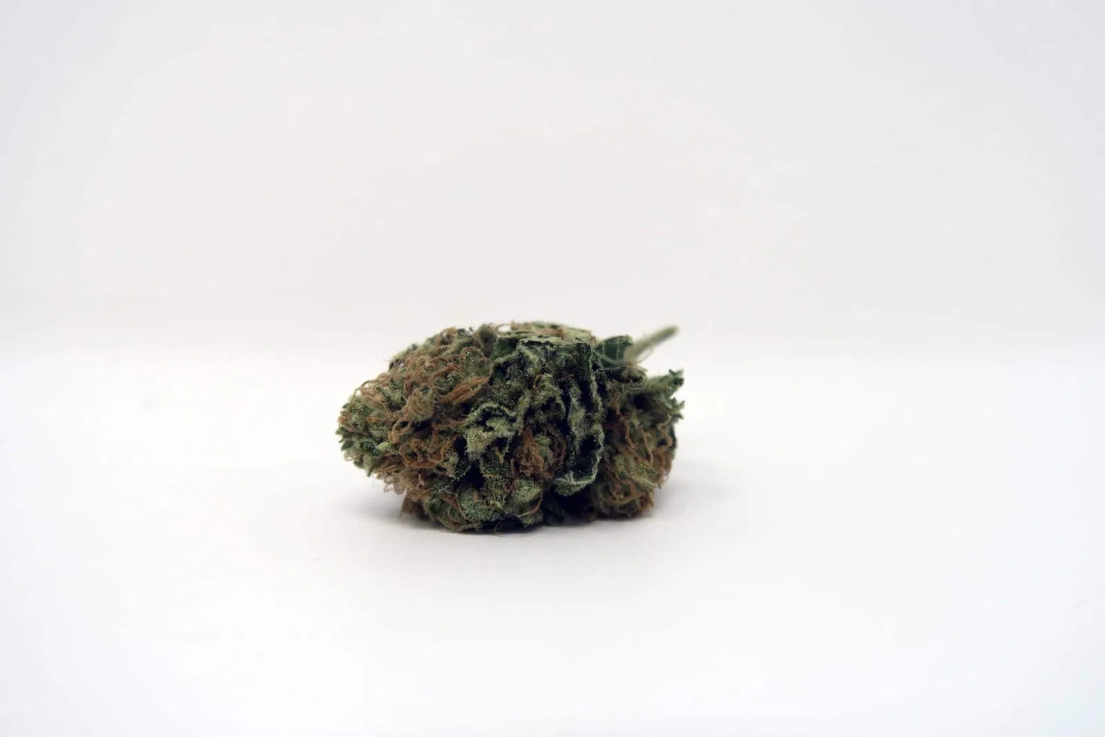 Chocolate Kush