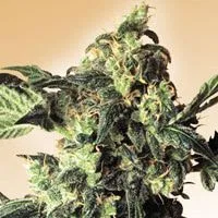 Northern Lights
