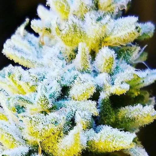 Platinum Jelly