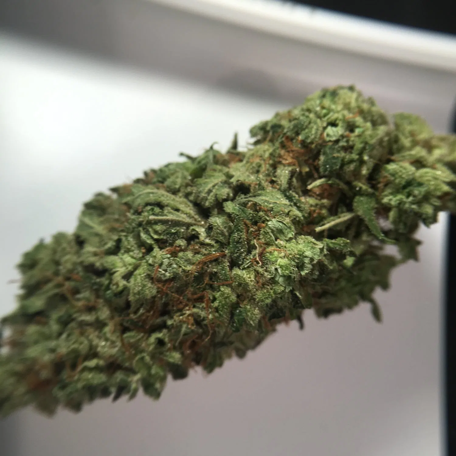 Super Bud